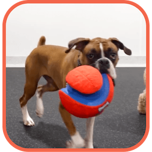 Colby's Dogcare – A Place to Play and Stay