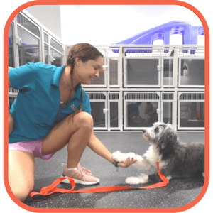 Colby’s Dog Care – Colby’s Dog Care